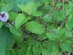 Wild Mint (Mentha arvensis), leaf