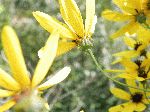 Tall Coreopsis (Coreopsis tripteris), flower