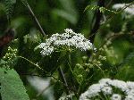 Spotted Cowbane