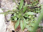 Carolina Whitlow-Grass (Draba reptans), leaf