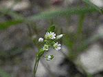 Carolina Whitlow-Grass (Draba reptans), flower
