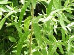 Hairy Willowherb (Epilobium hirsutum), leaf