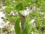 Jack-in-the-Pulpit (Arisaema triphyllum), flower