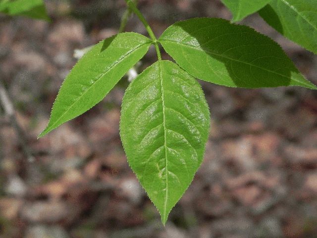 American Bladderwort (Staphylea trifolia)