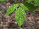 American Bladderwort (Staphylea trifolia), leaf