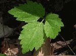 Two-Leaf Toothwort (Cardamine diphylla), leaf