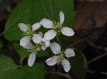 Two-Leaf Toothwort (Cardamine diphylla), flower