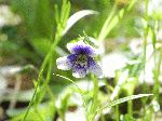 Marsh Blue Violet (Viola cucullata), flower