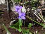 Marsh Blue Violet (Viola cucullata), flower
