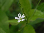 Lesser Stitchwort (Stellaria graminea), flower