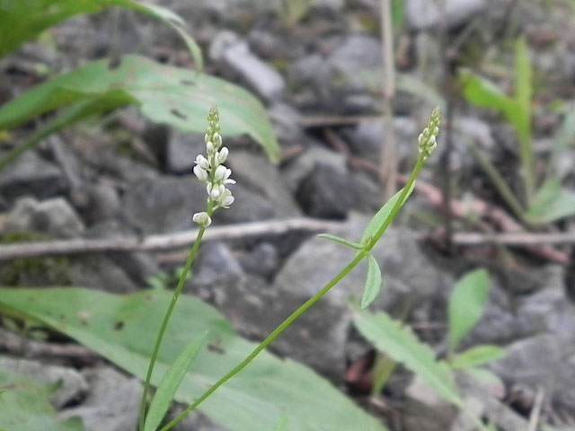 Whorled Milkwort (Polygala verticillata)