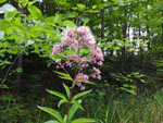 Hollow Joe-Pye Weed (Eupatorium fistulosum), flower