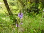 Blue Vervain (Verbena hastata), flower