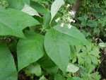Poke Milkweed (Asclepias exaltata), leaf