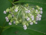 Poke Milkweed (Asclepias exaltata), flower