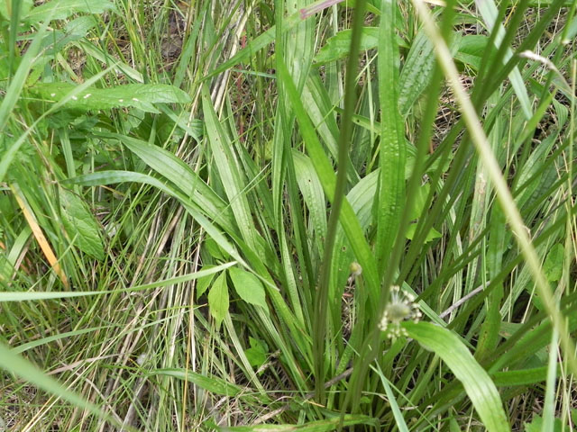 English Plantain (Plantago lanceolata)
