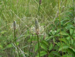 English Plantain (Plantago lanceolata), flower
