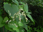 Climbing False Buckwheat (Polygonum scandens), flower