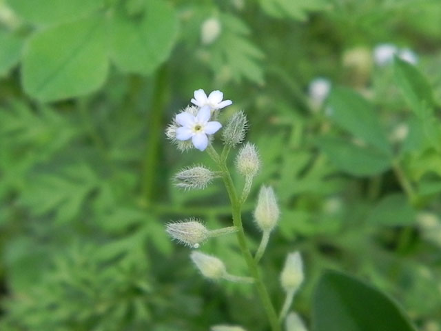 Small-Flowered Forget-Me-Not (Myosotis stricta)