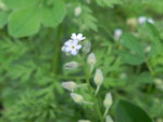 wildflowers of western pennsylvania