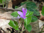 Fringed Polygala (Polygala paucifola), flower