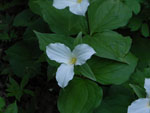 Large-Flowered Trillium (Trillium grandiflorum), flower