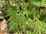 Eastern Hemlock-Parsley (Conioselinum chinense), leaf
