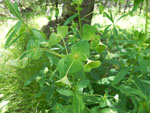 Leafy Spurge (Euphorbia esula), flower