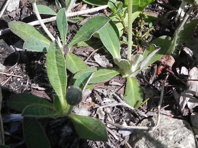 Mouse-Ear Hawkweed (Hieracium pilosella)