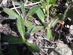 Mouse-Ear Hawkweed (Hieracium pilosella), leaf