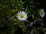 English Daisy (Bellis perennis), flower
