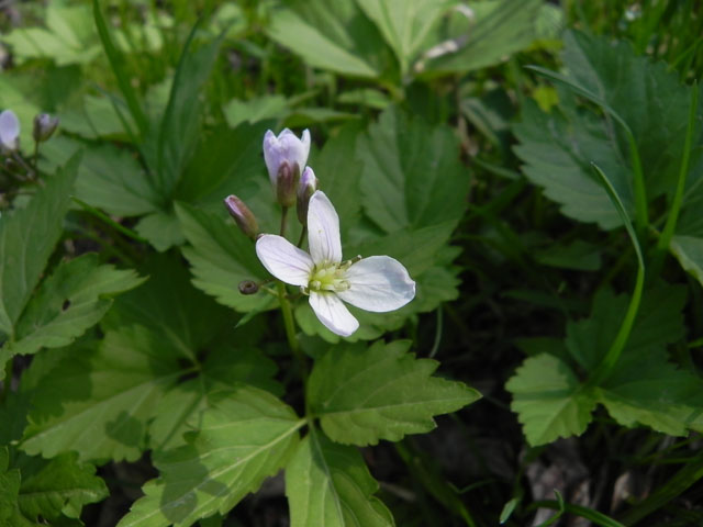 Two-Leaf Toothwort (Cardamine diphylla)