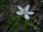 Wood Anemone (Anemone quinquefolia), flower