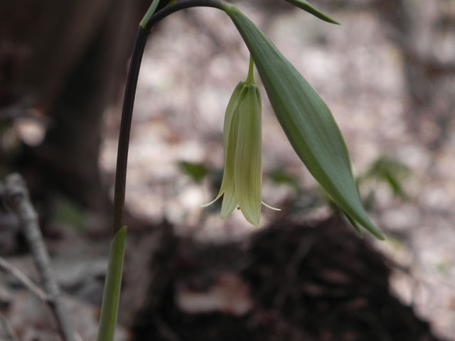 Sessile Bellwort (Uvularia sessilifolia)