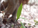 Sessile Bellwort (Uvularia sessilifolia), leaf