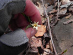 Sessile Bellwort (Uvularia sessilifolia), tech