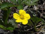 Common Cinquefoil (Potentilla simplex), flower