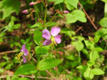 Virginia Meadow Beauty (Rhexia virginica), flower