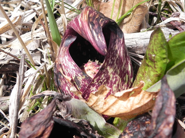 Skunk Cabbage (Symplocarpus foetidus)