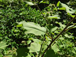 Common Burdock (Arctium minus), leaf
