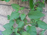 Common Nightshade (Solanum ptychanthum), leaf