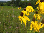 Prairie Coneflower (Ratabida pinnata), flower