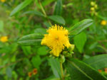 Shrubby St. Johnswort (Hypericum prolificum), flower
