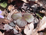 Round-Lobed Hepatica (Hepatica americana), leaf