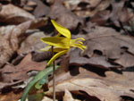 Trout Lily (Erythronium americanum), flower
