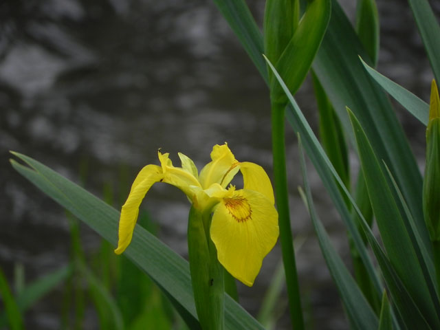 Yellow Iris (Iris pseudacorus)
