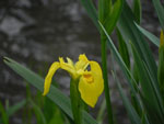 Yellow Iris (Iris pseudacorus), flower