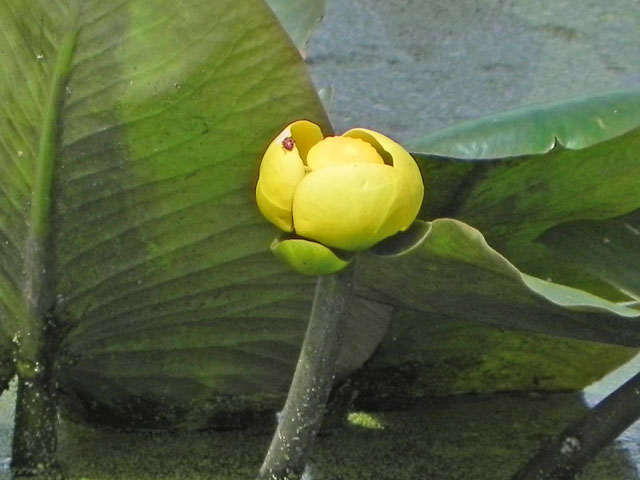 Yellow Pond Lily (Nuphar variegata)