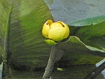 Yellow Pond Lily (Nuphar variegata), flower