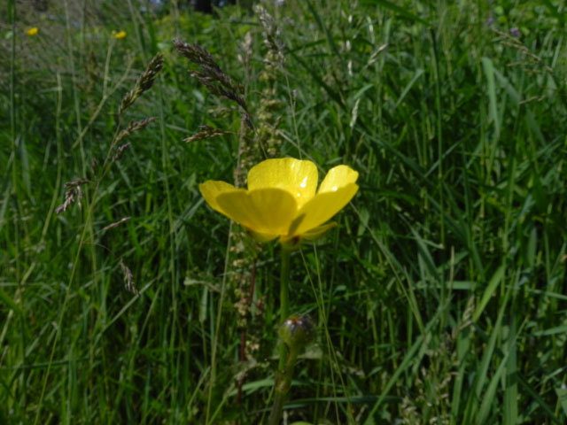Common Buttercup (Ranunculus acris)